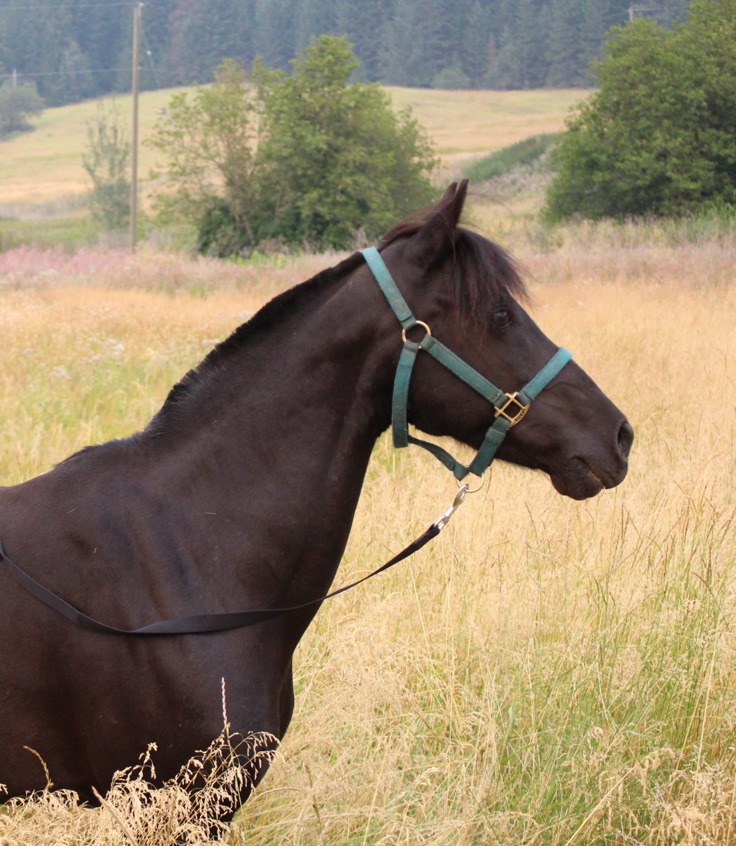 black pony